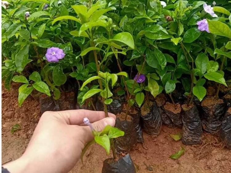 cây lài nhật