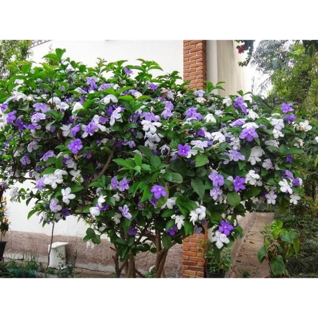 cây hoa lài nhật