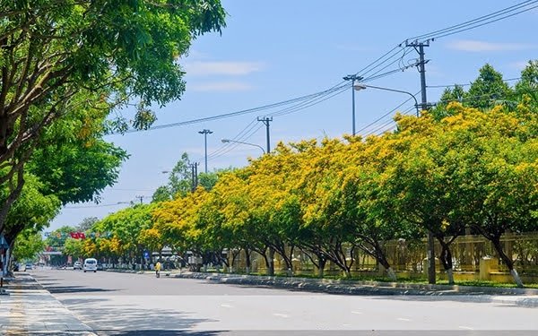 Hoa muồng kim phượng