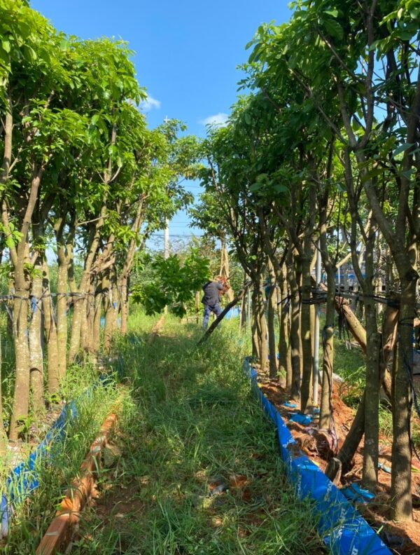 Cây Lộc Vừng 13 Cây Lộc Vừng công trình