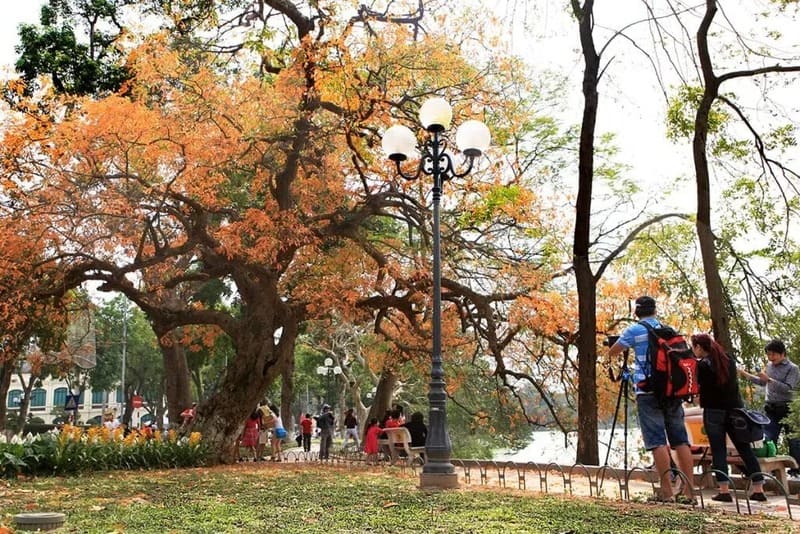 Cây Lộc Vừng 7 Cây Lộc Vừng
