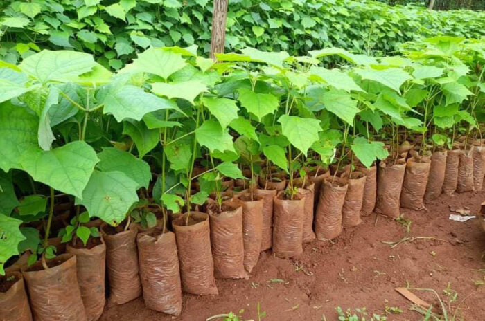 giống cây lõi thọ