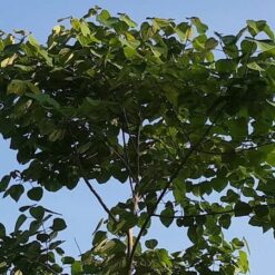 Cây Lõi Thọ (Cây da lợn)