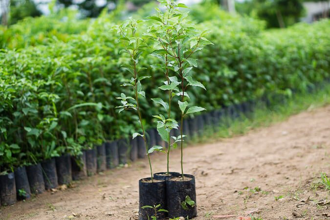 Cây Long Não (dã hương) 10 giống cây long não