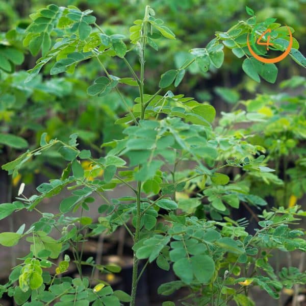 Giống cây me Tây đạt chuẩn đem trồng