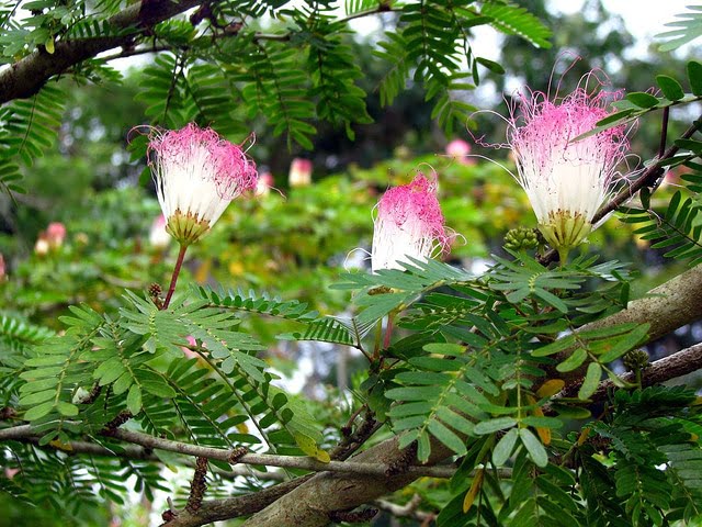 giống cây me tây