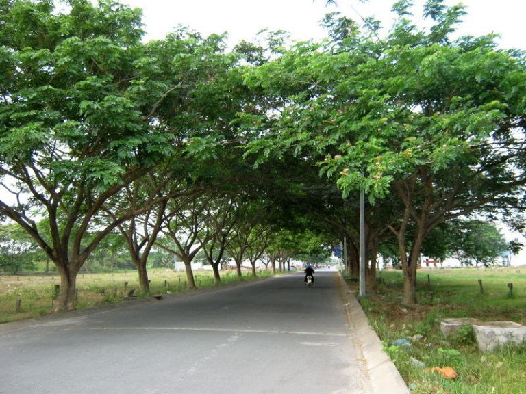 Cây Me Tây làm đẹp công trình