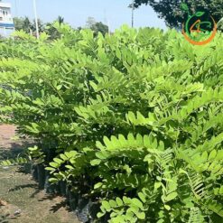 Cây Muồng Hoa Đào