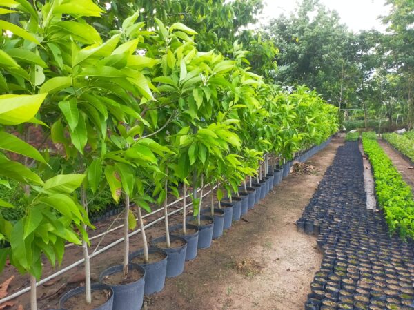 Cây Ngọc Lan 13 cây giống hoa ngọc lan