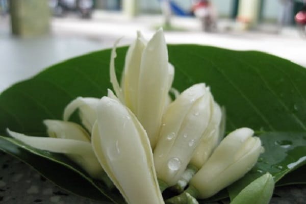 Cây Ngọc Lan 11 giống cây hoa ngọc lan