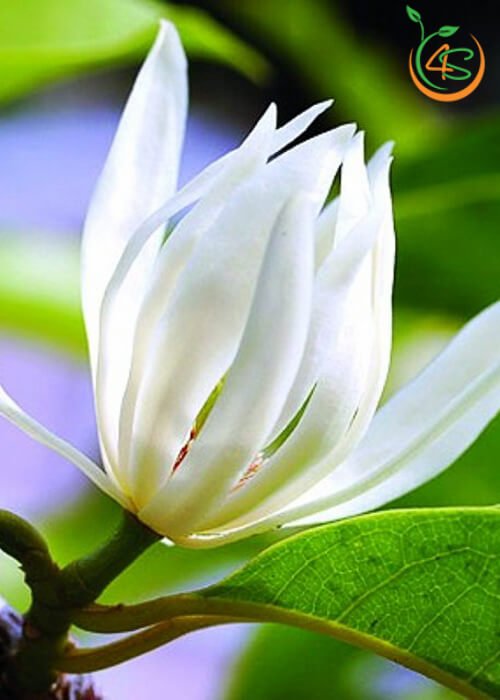 Cây Ngọc Lan 12 bán cây giống hoa ngọc lan
