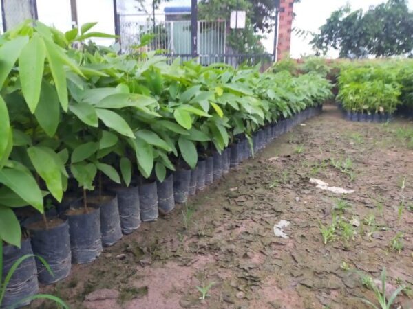 Cây Osaka Hoa Vàng (muồng hoàng yến) 16 Cây giống Osaka Vàng
