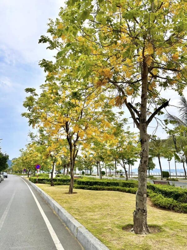 Cây Osaka Hoa Vàng (muồng hoàng yến) 13 Hoa Osaka vàng rực rỡ