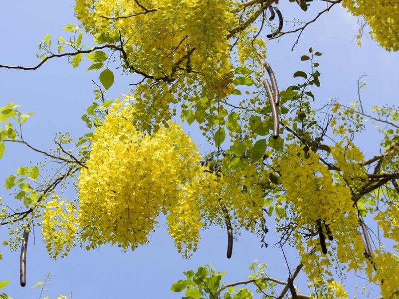 Cây Osaka Hoa Vàng (muồng hoàng yến) 11 Đặc điểm Cây Osaka Vàng