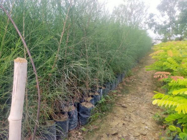 báo giá cây phi lao tại cây giống 4S