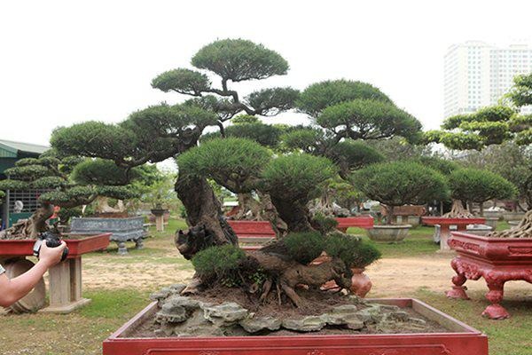 Cây Phi Lao Bonsai