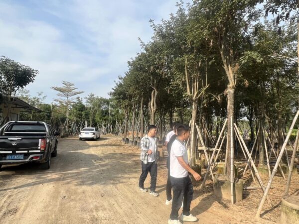 Cây Phong Linh 11 Cây công trình Phong Linh vàng