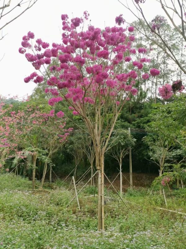 Cây Phong Linh 12 cây phong linh tím