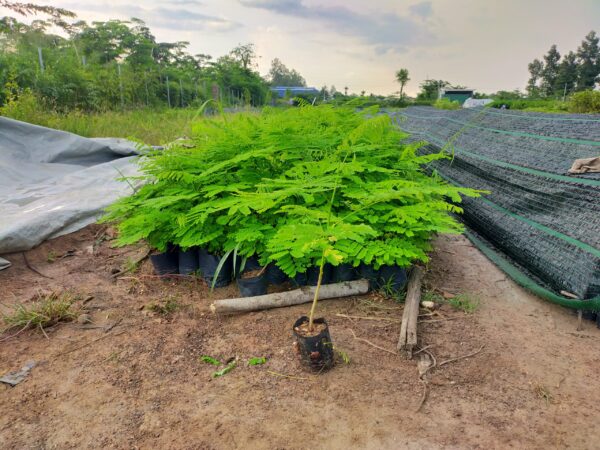 cây giống cây phượng
