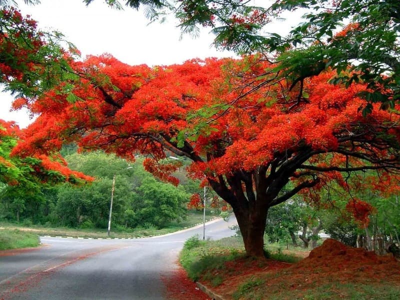 Cây Phượng Vĩ đẹp