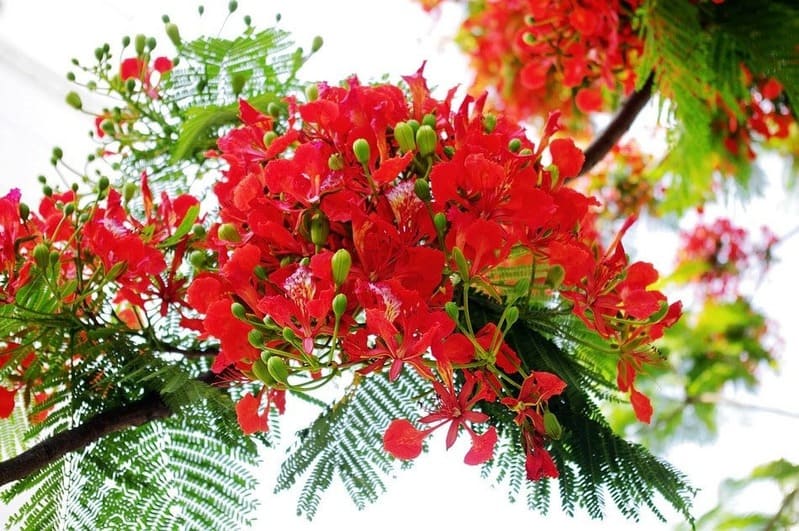 Sắc hoa phượng vĩ đỏ