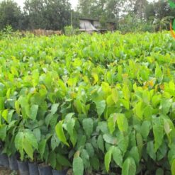Cây Sao Đen Giống