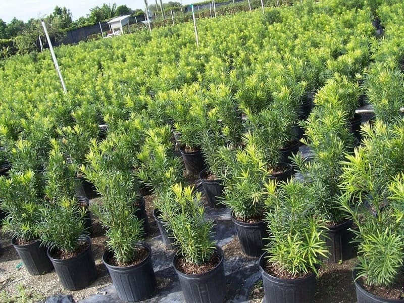 Cây Tùng Giống 11 bán cây tùng giống