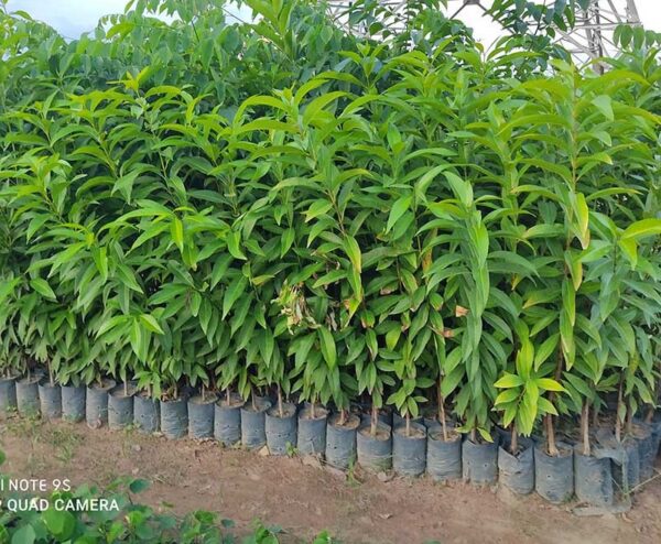 mua Cây vối nếp giống - Cây giống 4S