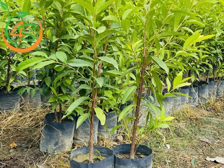 cây vối giống