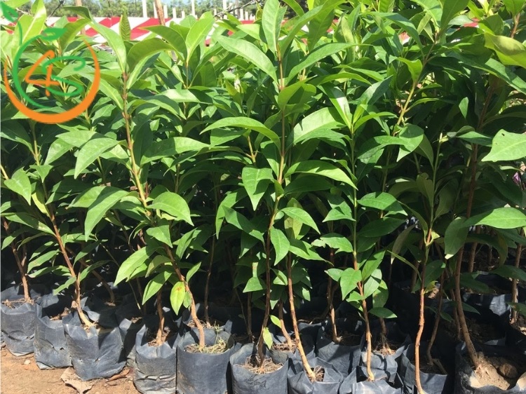 cây vối giống