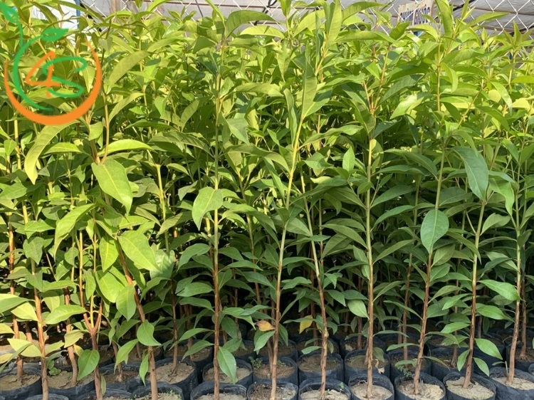 cây vối giống