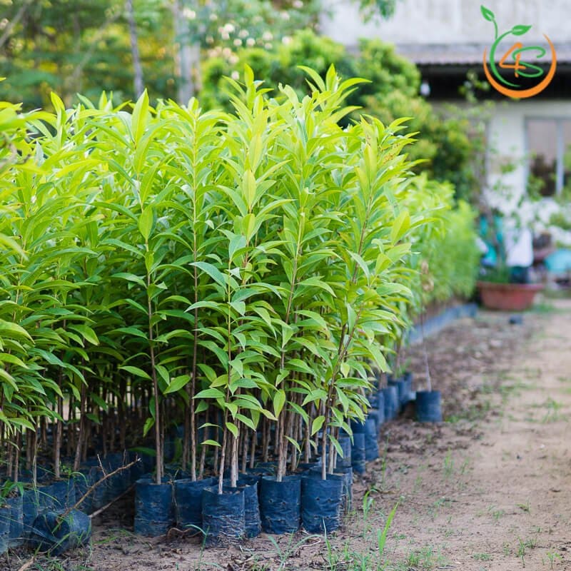bán cây vối nếp giống