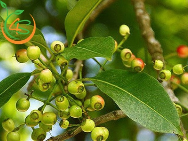 cây vối giống