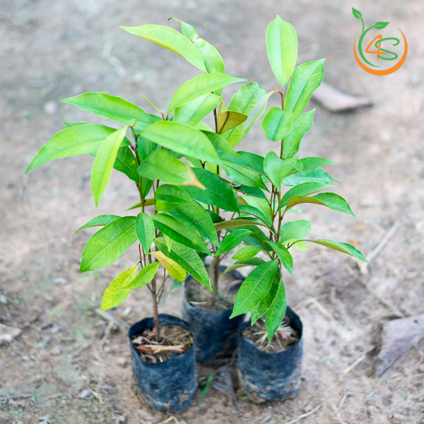 giống cây vú sữa