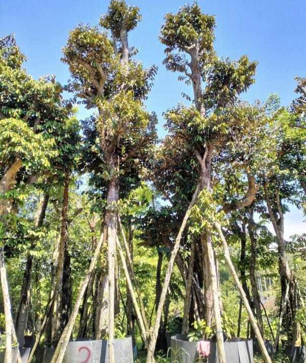Cây vú sữa