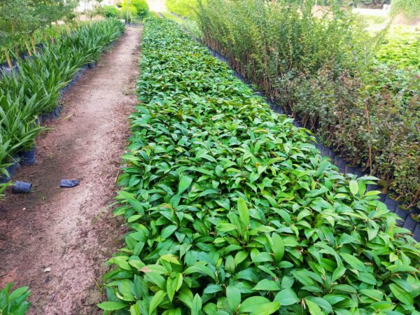 cây giống vú sữa