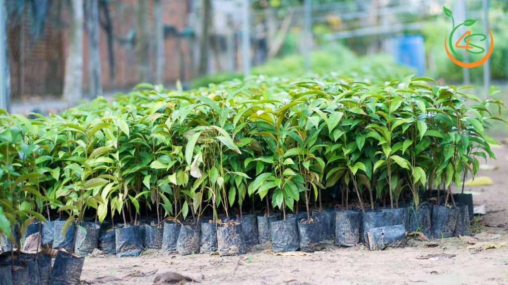 cây vú sữa giống