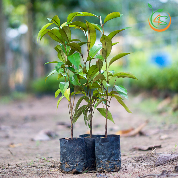 giống cây vú sữa