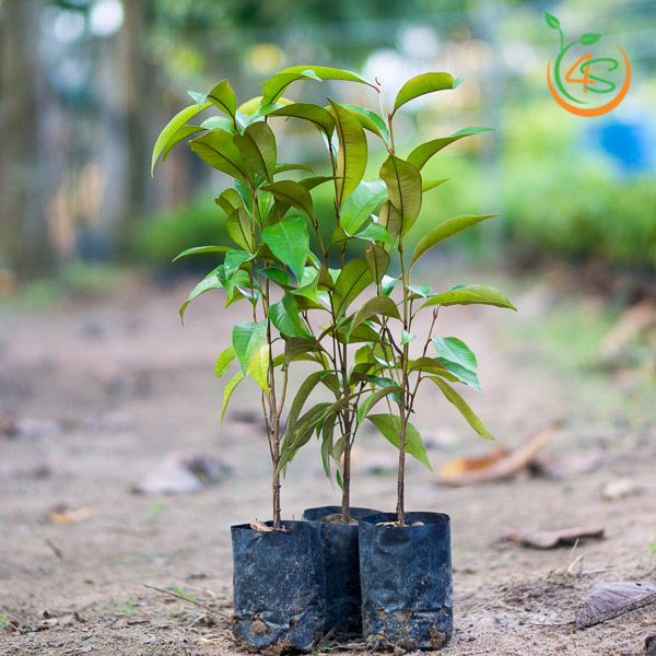 cây vú sữa giống