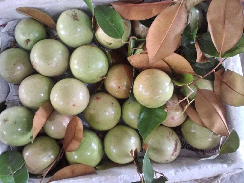 Quả cây vú sữa 