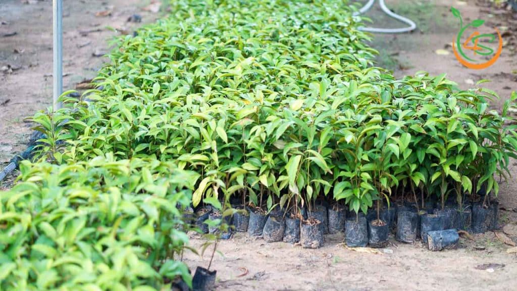 cây vú sữa giống