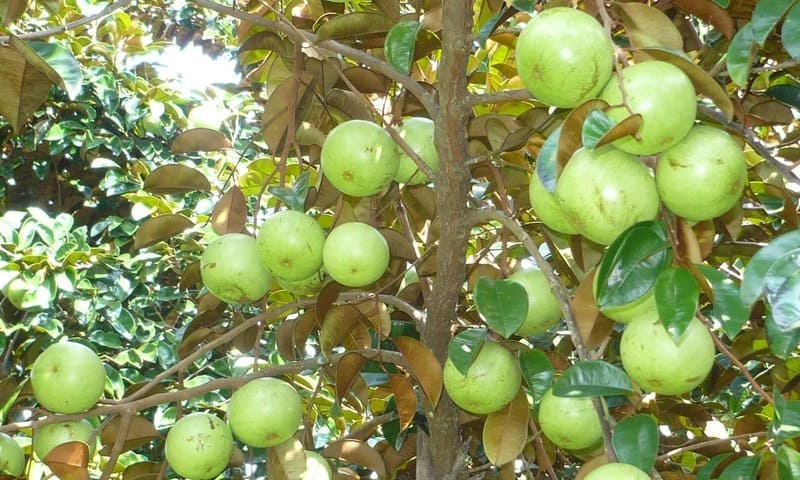 cây giống vú sữa