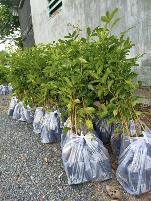 Cây Xà Cừ (sọ khỉ) 12 giá bán cây giống xà cừ