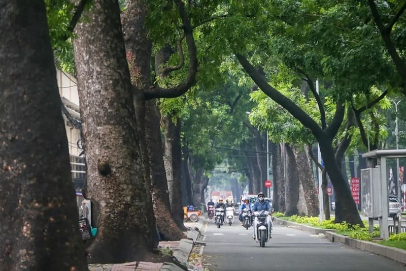 Cây Xà Cừ (sọ khỉ) 8 Cây xà cừ
