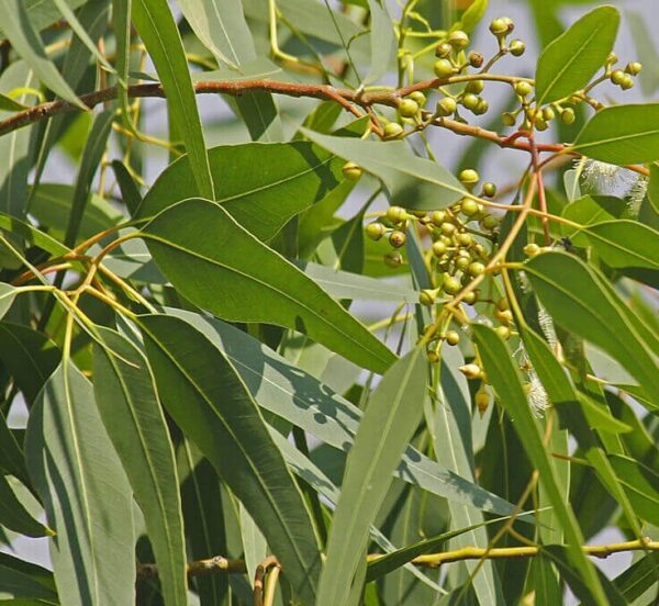 giống cây bạch đàn trắng