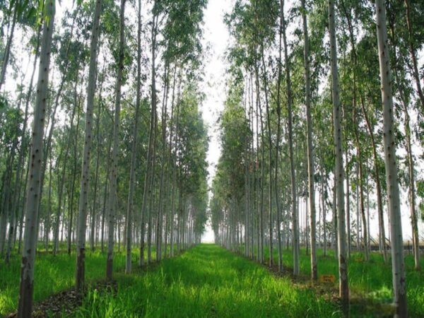 giá cây bạch đàn