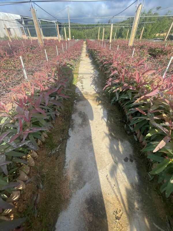 giống cây bạch đàn đỏ