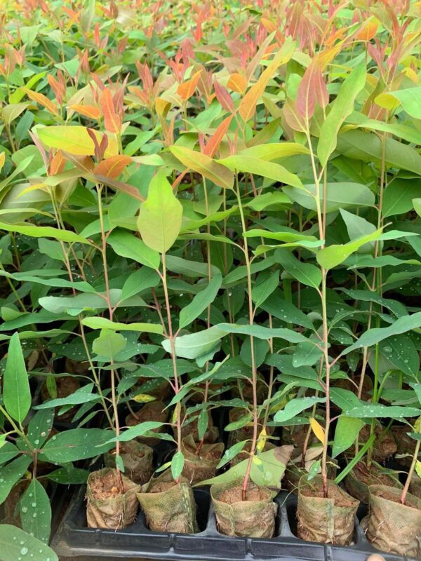giống cây bạch đàn tốt nhất hiện nay