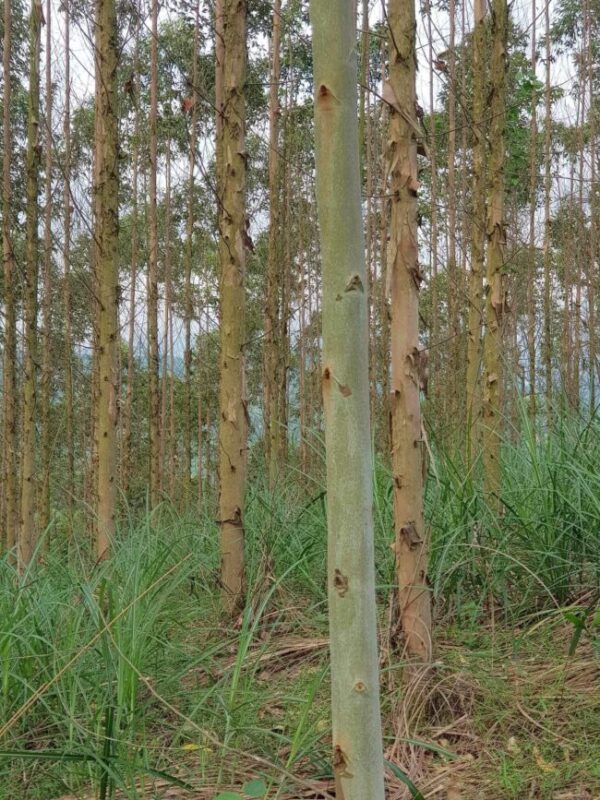 giống cây bạch đàn