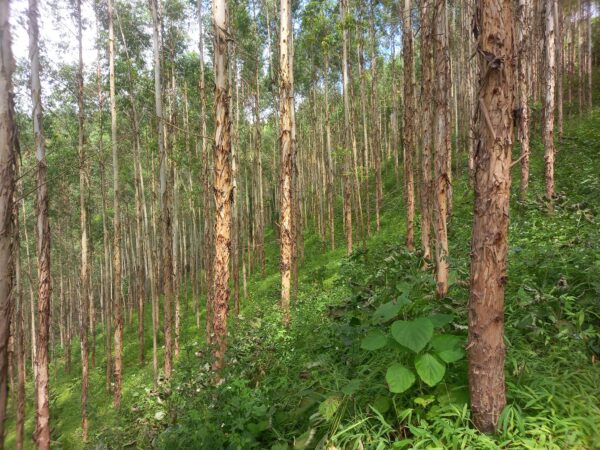 cây  giống bạch đàn